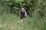 BOUVIER AUSTRALIEN 285